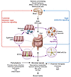 Bidirectional interactions within the gut microbiota/brain axis.