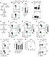 STIM1 and STIM2 are required for CD4+ T cell help to maintain