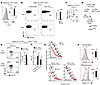 STIM1 and STIM2 control the maintenance of CD8 memory and gene