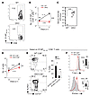 STIM1 and STIM2 in CD4+ T cells are essential for recall respo