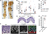 Genetic ablation of CNNM4 promotes cancer malignancy.