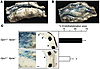 Stent endothelialization is impaired in Gpx1-deficient mice.