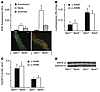 Increased bioavailability of ROS in Gpx1–/– Apoe–/– mice.