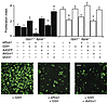 Gpx1 deletion–dependent reductive stress activates ROS1 and re