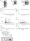 s-Glutathiolation of SHP-2 catalytic and backdoor cysteines in