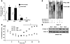 Catalytic and backdoor cysteines inhibit ROS1 deactivation in