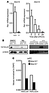 BM-DCs express functionally active 12/15-LO.