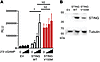 Constitutive activation of the mutant STING in vitro.