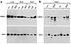 Immunoblot analysis of tissues from E14.5 and 11-month-old mice. (a) Compar