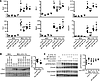 Effect of NaCl on M(IL-4+IL-13) activation is not related to changes in ton