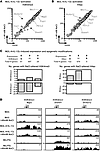 Salt modifies epigenetic marks of M(IL-4+IL-13) genes.