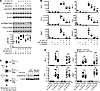 High NaCl blunts the induction of AKT and mTOR signaling.