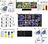 Type I IFN indirectly promotes dissipation of spleen MZMs via follicular tr