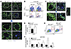 Macrophage-specific deficiency of LTβR is associated with MZM loss and deve