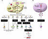 Inhibition of host immunity by exosomes and other ExMVs during the course o