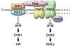 Organization and molecular functions of the shelterin complex at telomeric