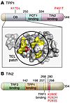 Structure of TPP1 and TIN2 shelterin proteins, highlighting key mutations i