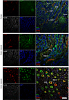 Renal expression of SLCO2A1 and colocalization with AQP1 and AQP2.