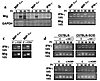 Requirements for IFN-γ and Mig gene expression. (a and b) Liver RNA was iso