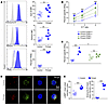 IL-15–primed CD56bright NK cells have enhanced cyto