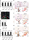 Hdac3 regulates Gata2 and its target gene expression in developing lymphati