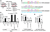 Hdac3 regulates oscillatory shear stress–mediated activation of the Gata2 i