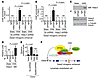 Hdac3 recruits EP300 to the Gata2 intragenic enhancer in response to lympha