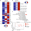 Transcriptional analysis of UmodC147W/+ kidneys and UMOD-expressing epithel