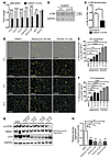 Autophagy enhancement degrades accumulated mutant UMOD in primary human kid