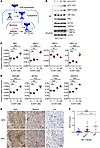 MYC is sufficient for activation of the IRE1/XBP1 pathway.