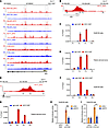 MYC binds to and regulates IRE1 proximal promoter and enhancer.