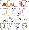 MYC interacts with XBP1s and regulates XBP1s transcriptional activity.