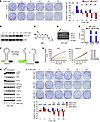 MYC hyperactivation is synthetic lethal with XBP1 inhibition.