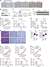 IRE1 RNase inhibitor 8866 suppresses growth of patient-derived tumors with