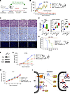 8866 enhances MYC-overexpressing PDX and GEM tumor response to docetaxel ch