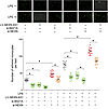 NEXN-AS1 and NEXN inhibit monocyte adhesion to endothelial cells.