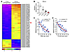 Bmncr expression in BMSCs decreased during aging.