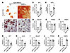 BMNCR promoted osteogenic differentiation and inhibits adipogenic different