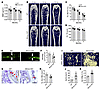 Bmncr-KO mice exhibited lower bone loss and higher bone marrow fat accumula