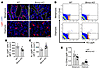 Bmncr-KO mice showed altered LepR+ BMSC location in bone marrow.