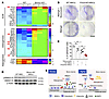 Bmncr regulated osteogenic niche of BMSCs via the FMOD and BMP2 pathway.