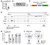 Bmncr regulated Fmod transcription and local 3D chromatin structure.