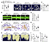 Overexpression of TAZ partially rescued the premature bone aging of Bmncr-K