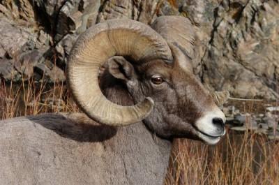 Colorado Mountain Goat