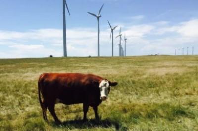 Cow Grazing in Windmill Farm