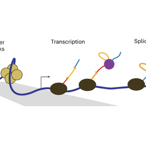 Diagram of gene splicing