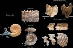 Il y a 36 200 ans, dans le Jura, Cro-Magnon sculptait les fossiles d'ammonites