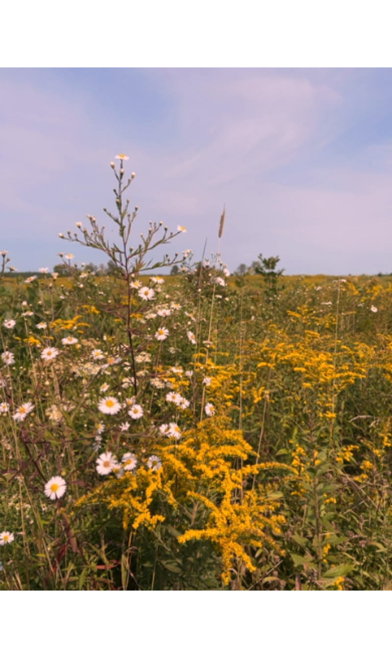 A relatively close up photograph of many yellow and white flowers in a meadow. The sky is blue and the image is processed to have a warmer hue. It is out of focus.