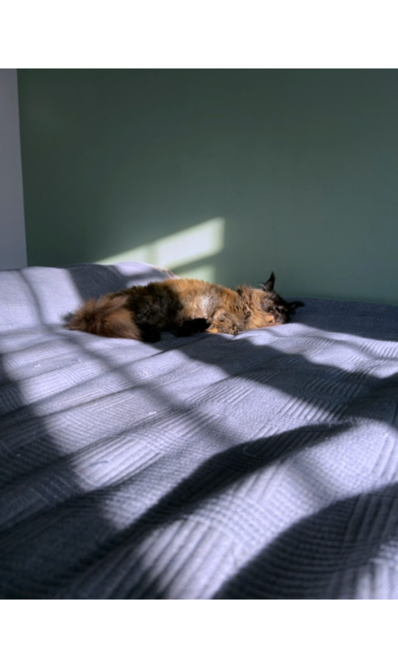 A photograph of a sleepy cat lounging in a sunny patch on a bed covered in a grey blanket. 