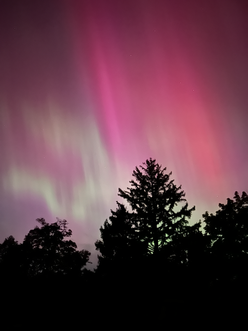 A photograph of silhouetted trees in front of the northern lights. They’re visible as sheets of pinks and reds.